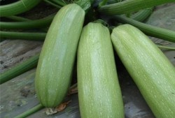 娱乐圈吃瓜有什么好处,揭秘娱乐八卦背后的乐趣与益处