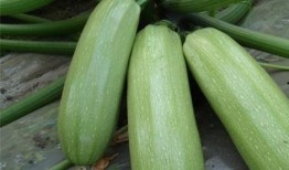 娱乐圈吃瓜有什么好处,揭秘娱乐八卦背后的乐趣与益处