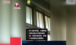 海参养殖爆料视频播放,视频曝光养殖过程与幕后真相