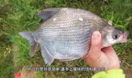 鲤鱼养殖爆料视频大全集