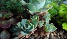 今日爆料山地玫瑰图片,大自然的瑰宝与神秘面纱