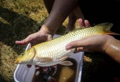 鲤鱼养殖爆料视频大全集