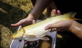 鲤鱼养殖爆料视频大全集