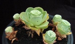 今日爆料山地玫瑰图片,大自然的瑰宝与神秘面纱