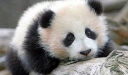 娱乐吃瓜大熊猫微博,揭秘大熊猫微博背后的趣味故事