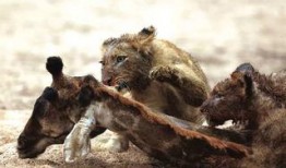 辛巴鹿爆料发声视频,背后真相与情感纠葛