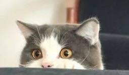 最新爆料肥猫图片,网友直呼“萌化人心”