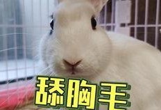 抖音网红美女 吃瓜事件,揭秘网络舆论的风暴与真相