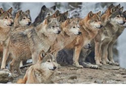 狼狼日在线观看完整版,在线观看完整版，揭秘神秘狼族传奇