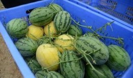 高州网红吃瓜群微信,揭秘网络红人的幕后生活