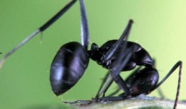 黑蚂蚁在线观看