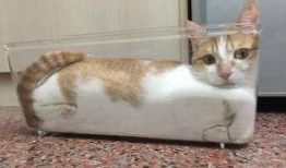 有网友爆料小猫咪吗视频,萌宠小猫咪的趣味视频集锦