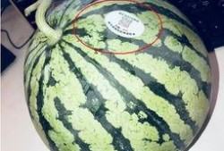 伦敦网红吃瓜,揭秘网红们的“吃瓜”日常