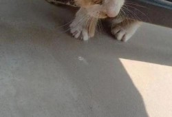 有网友爆料小猫咪吗视频,萌宠小猫咪的趣味视频集锦