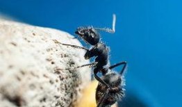 黑蚂蚁在线观看