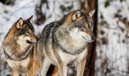 狼狼日在线观看完整版,在线观看完整版，揭秘神秘狼族传奇