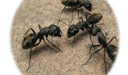 黑蚂蚁在线观看