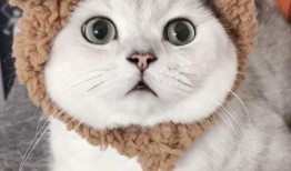 有网友爆料小猫咪吗视频,萌宠小猫咪的趣味视频集锦
