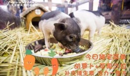 爆料小猪女网红视频,揭秘网红背后的真实生活