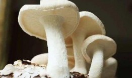 17cgcg吃瓜爆料蘑菇视频,蘑菇视频背后的惊人真相