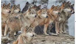 狼狼日在线观看完整版,在线观看完整版，揭秘神秘狼族传奇